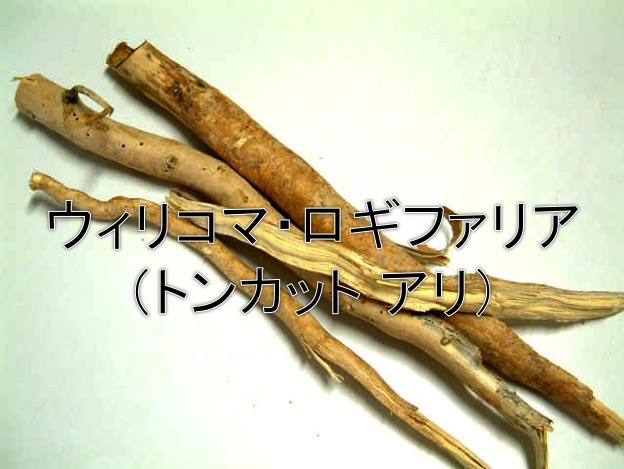 トンカットアリ