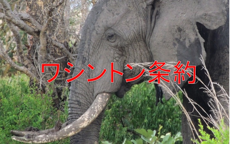 ワシントン条約