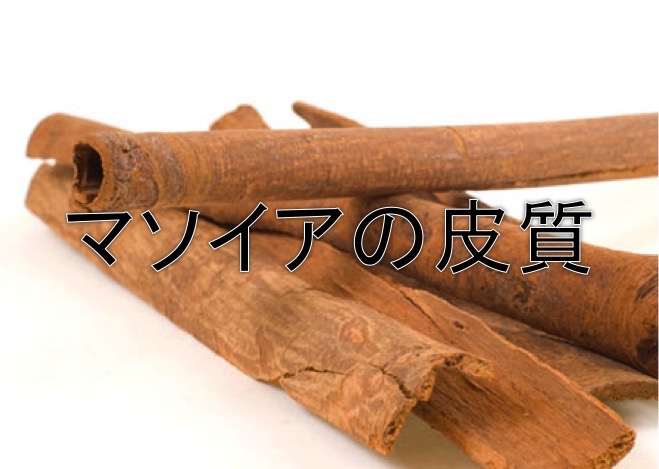 マソイアの皮質
