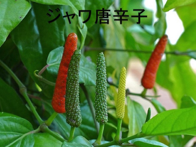ジャワ唐辛子