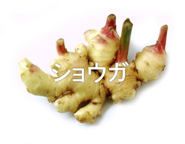 ショウガ