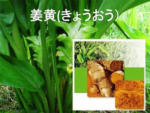 姜黄（きょうおう）