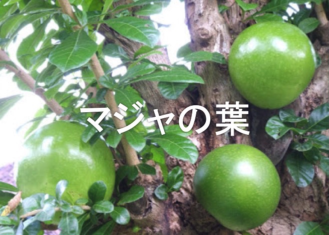 マジャの葉